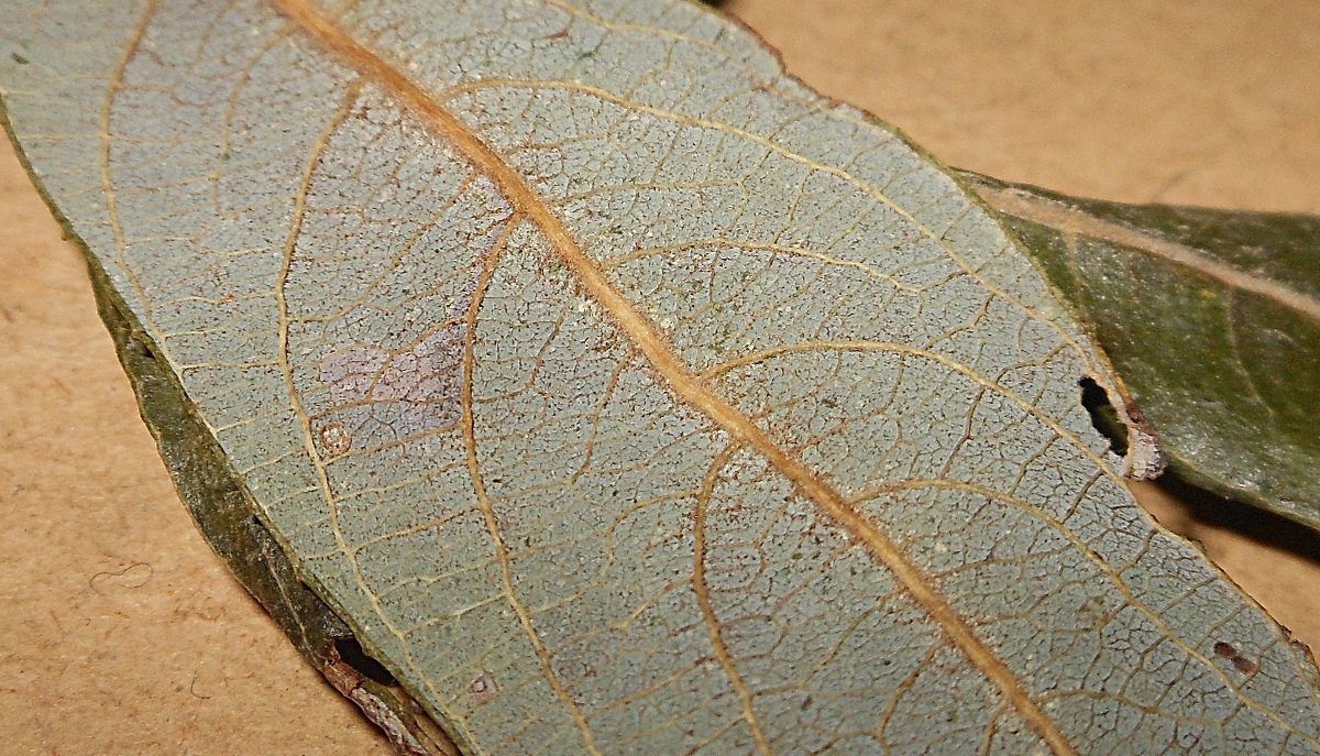 Salix atrocinerea / Salice di Gallura